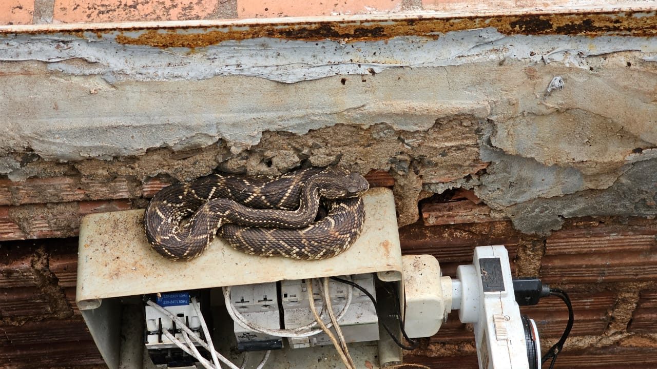 Cascavel enrolada em cima da caixa das bombas numa casa de máquinas